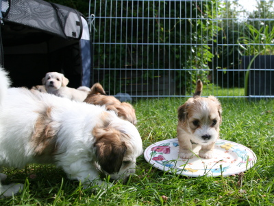 Bichon Havanais hvalpe hos Kennel Miki Nanoq